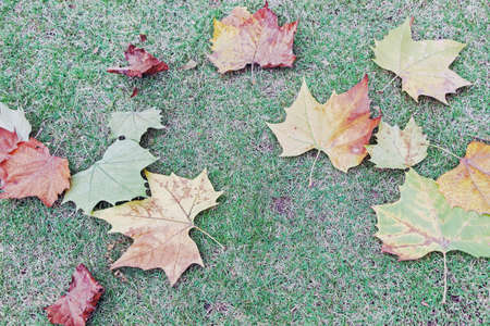 fallen yellow leaves on green grassの写真素材