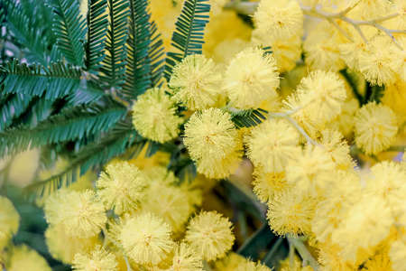close up of yellow Acacia flowersの写真素材