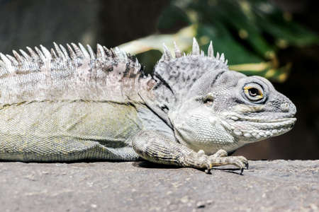 a big lizard on rock