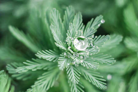 water drops on green plants