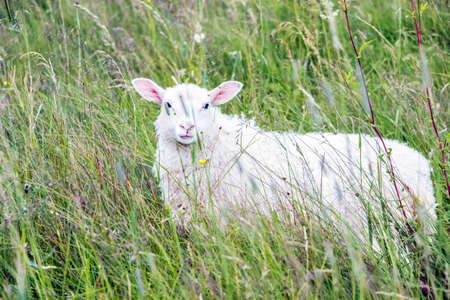 a white sheep in green grassの写真素材