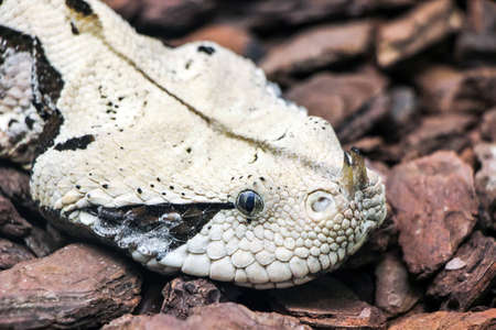 close up of horn nosed snakeの写真素材