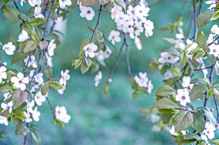 small flowers on branches in springの写真素材