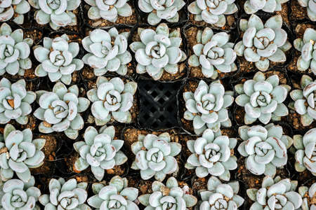 green succulent plants in a rowの写真素材