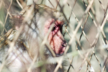 a sad monkey behind cage