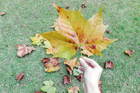 holding a yellow maple leaf in autumn