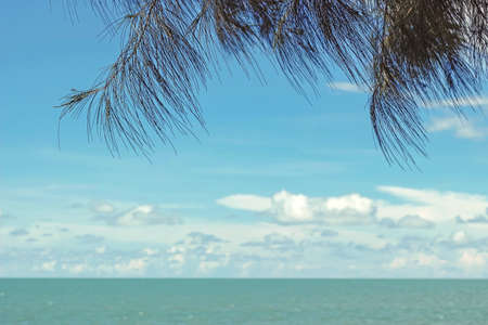 tree branches above ocean with blue skyの写真素材