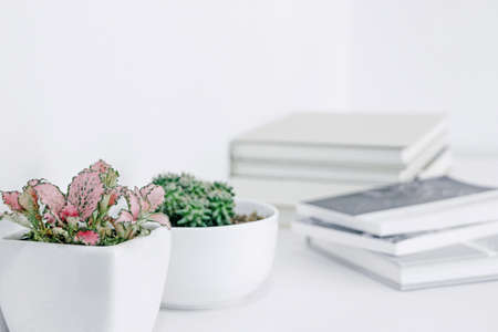 plant in pot on table with booksの写真素材