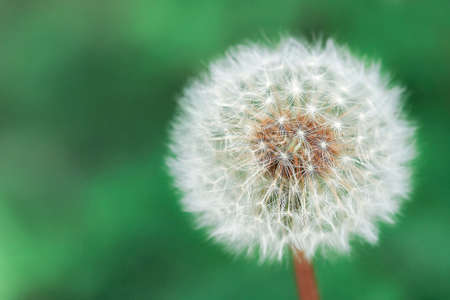 close up of white dandelion flower