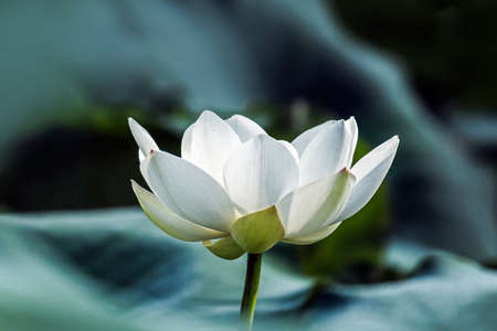 white lotus with green leavesの写真素材
