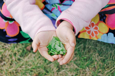 girl holding green leaves in handsの写真素材