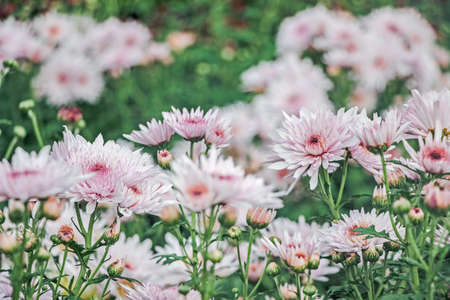 pink chrysanthemum flower bushes