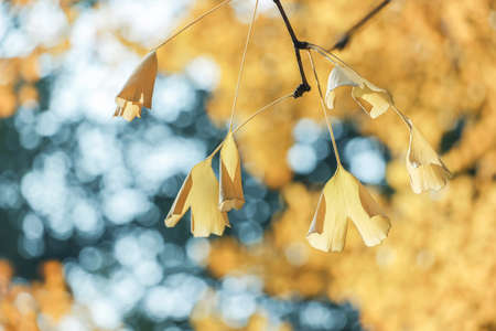 yellow ginkgo leaves on branchの写真素材