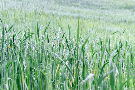 green grain in field in springの写真素材