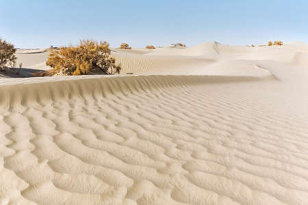 Bushes in desert with natural sand wave