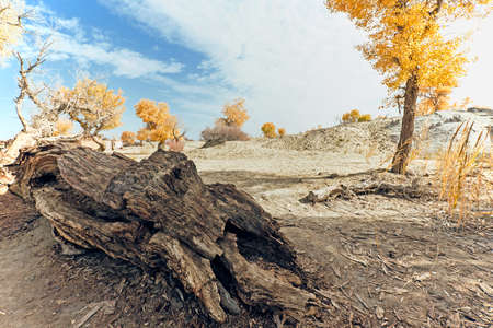 Yellow Populus Euphratica forest in autumnの写真素材