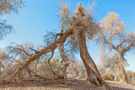 Yellow Populus Euphratica trees in autumnの写真素材