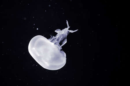 jellyfish underwater with black background