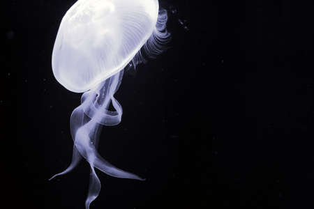 jellyfish underwater with black background
