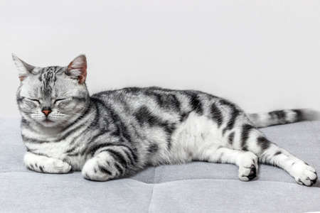 close up of an american shorthair catの写真素材