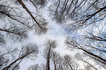 look up birch tree forest in winter
