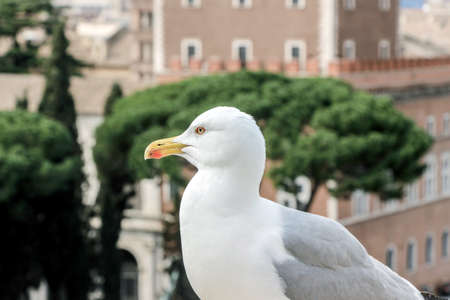 close up of seagull in rome city
