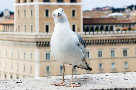 close up of seagull in rome cityの写真素材