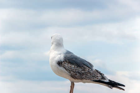 Close up of a seagull