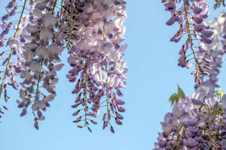 Purple wisteria sinensis flowers against the blue sky backgroundの写真素材