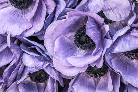 Close up of purple anemone flowersの写真素材