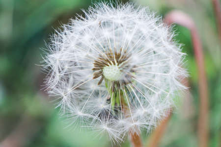 close up of a white dandelion