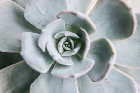 Close up of green succulent plant