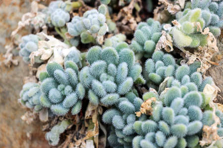 green succulent plants growing on sand