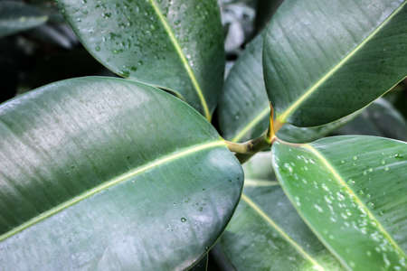 Big green Ficus Elastica leavesの写真素材