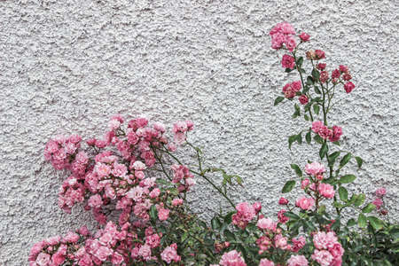 pink rose bush with white wallの写真素材