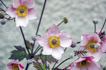 close up of pink anemone flowersの写真素材