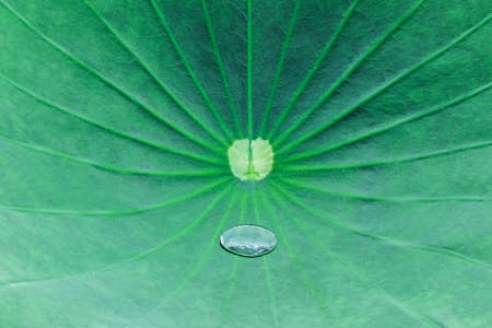 water drop on green lotus leafの写真素材
