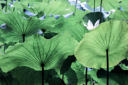 veins on big green lotus leafの写真素材