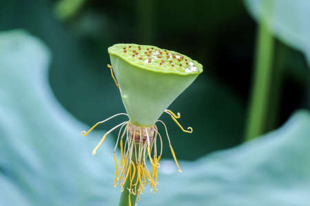 close up of seeds on green lotus pod