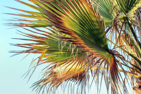 palm tree leaves in blue skyの写真素材
