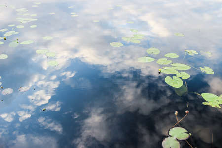cloud reflection in lake with water lily