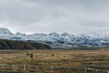 landscape of grassland under snow mountainの写真素材