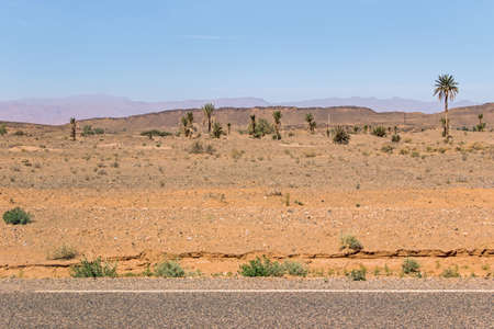 green plants growing in desertの写真素材