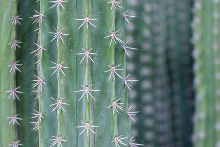 close up of thorn on cactus tree