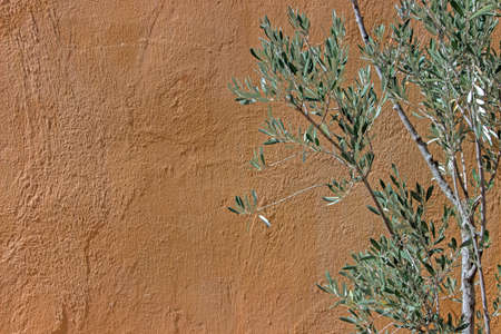 olive tree branch with orange wall
