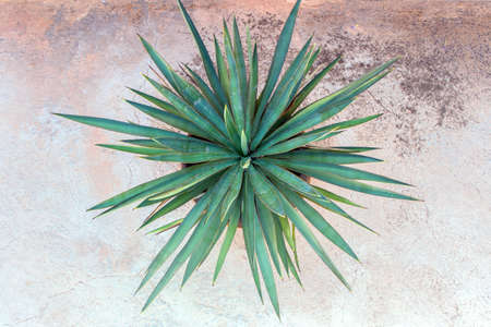 green plant in pot on concrete floor