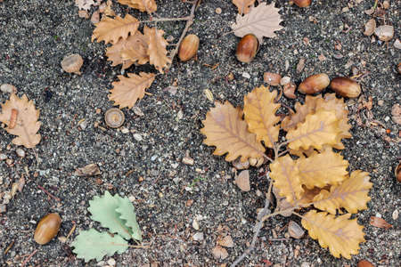 fallen oak seed and leaves on groundの写真素材