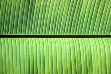 close up of veins on banana leafの写真素材