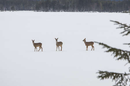 Wild deers on frozen lake at winter