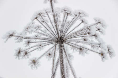Frozen ice on plants in winterの写真素材